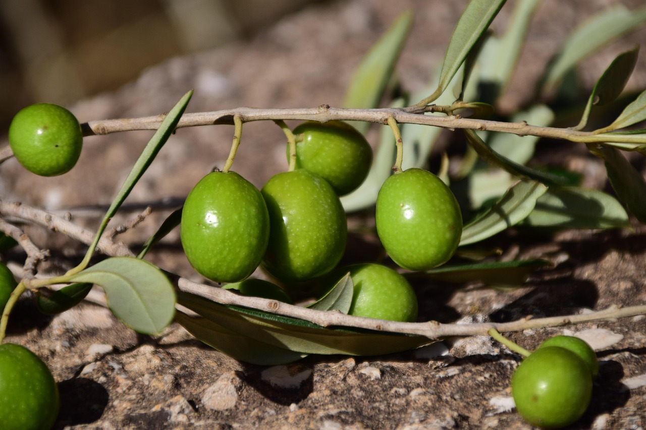 raccolta delle olive