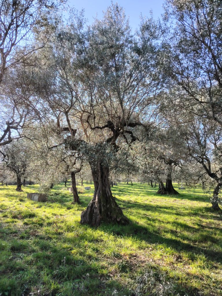 Oliveto secolare biologico di Olio Barilese a Barile, Vulture Basilicata