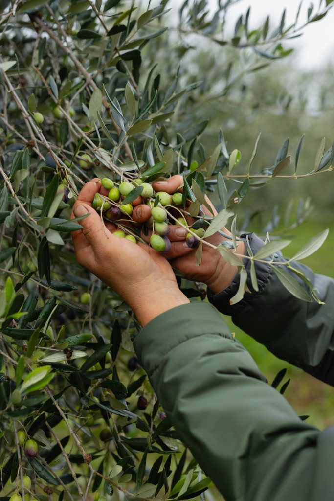 Raccolta manuale delle olive nel Vulture Basilicata