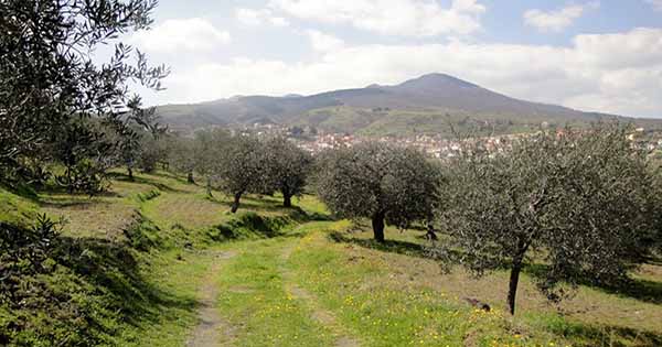 Paesaggio olivicolo del Monte Vulture tra i 400 e gli 800 metri di altitudine