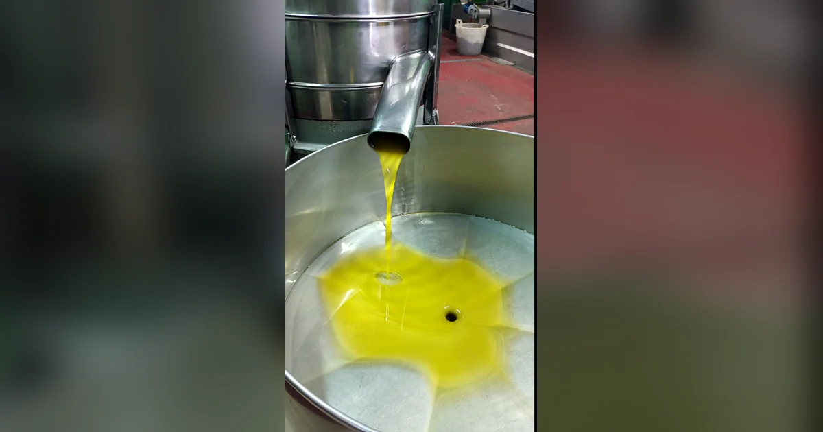 Olio nuovo 2026 appena franto che esce dal separatore del frantoio di Barile